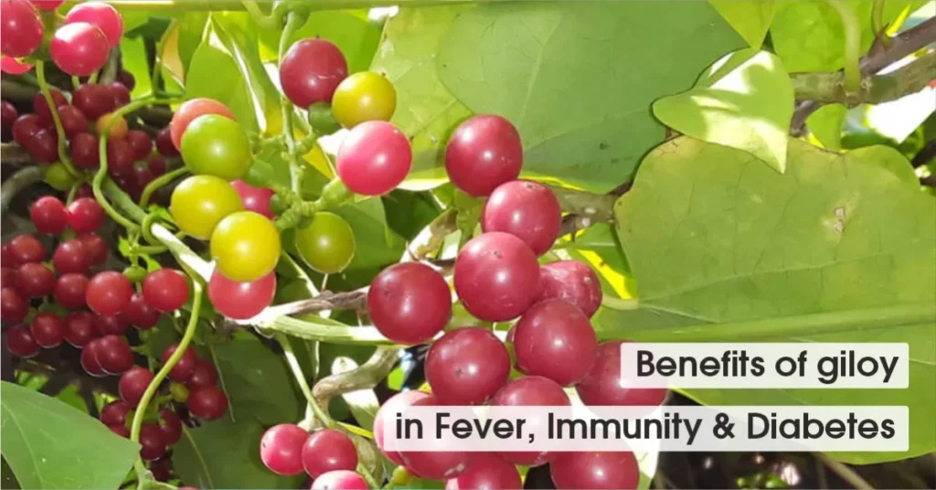 Giloy Benefits in Ayurveda