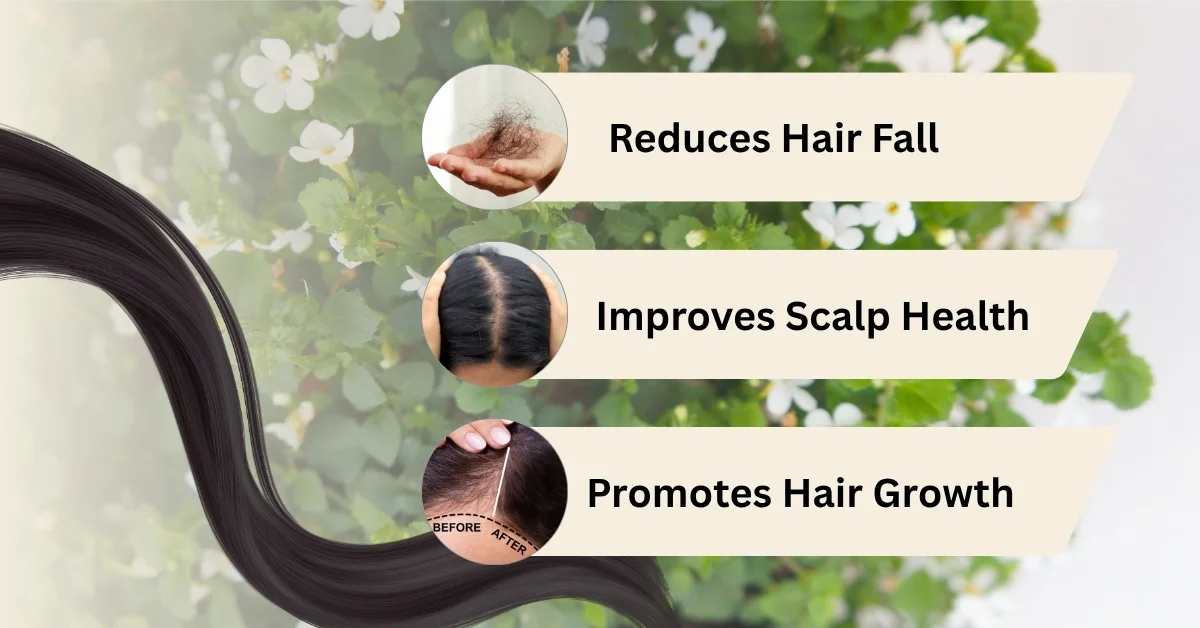 Major Brahmi Benefits for Hair