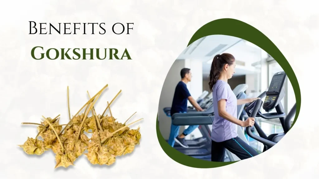Gokshura Benefits for Men and Women