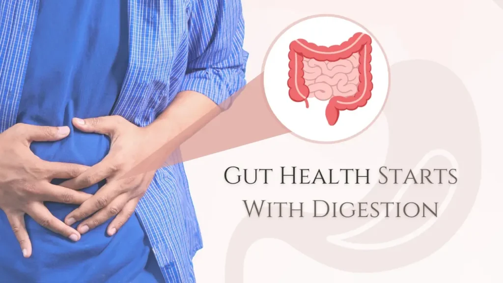 Gut Health Starts With Digestion