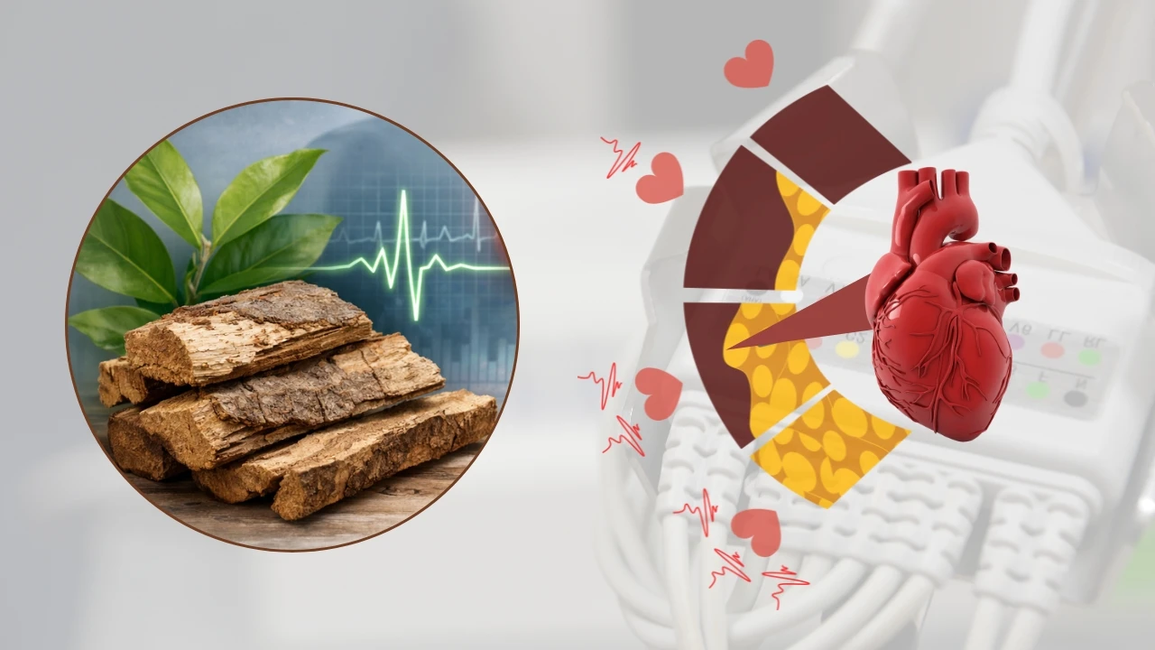Arjun Bark Benefits for Heart Health