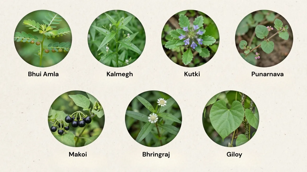 Ayurvedic Herbs for Fatty Liver