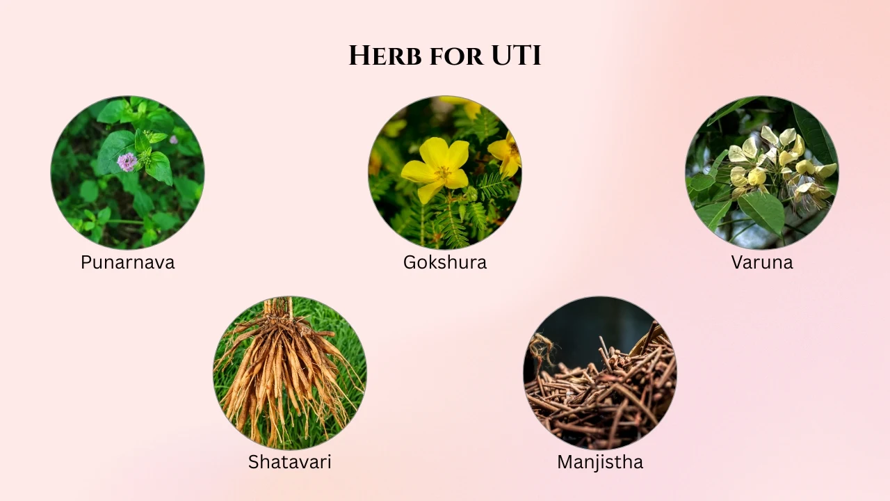 Herb for UTI